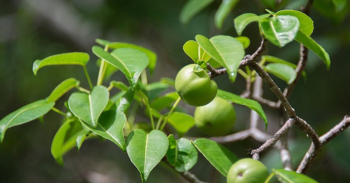 The Manchineel Tree