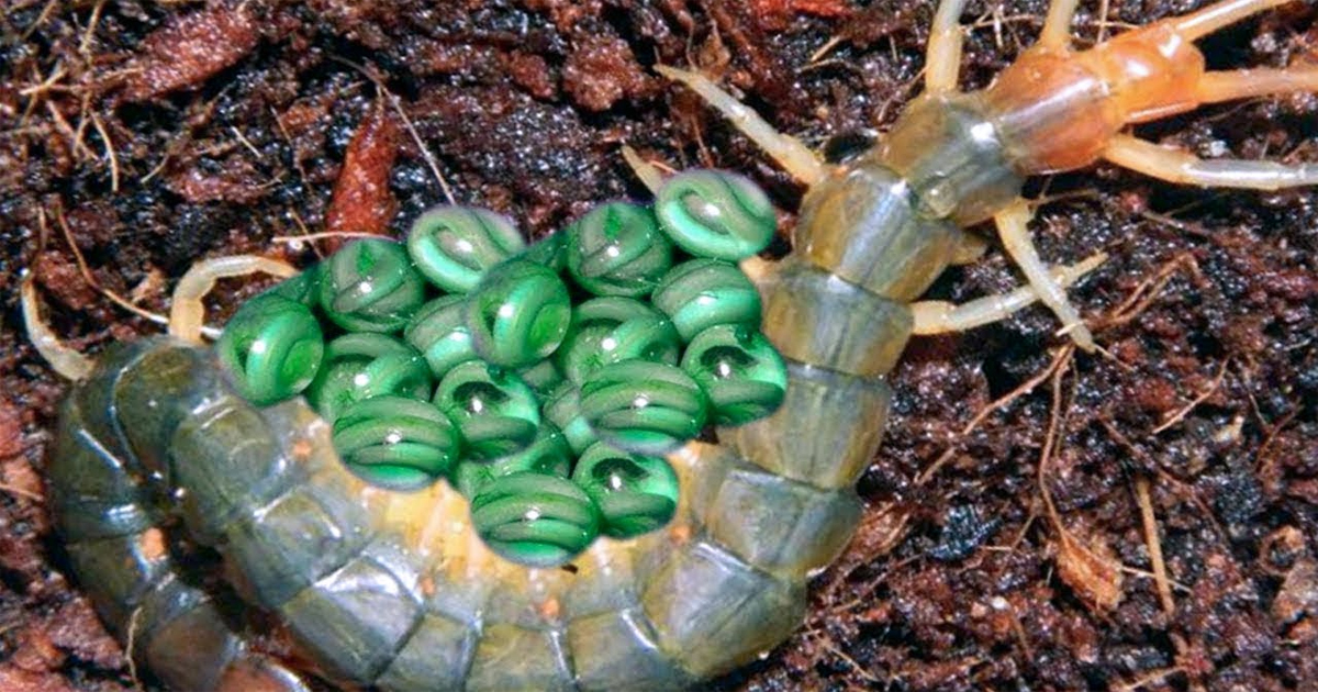 Centipedes Eggs