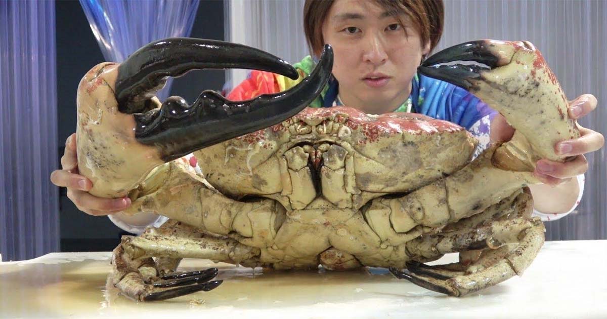 Biggest Crab