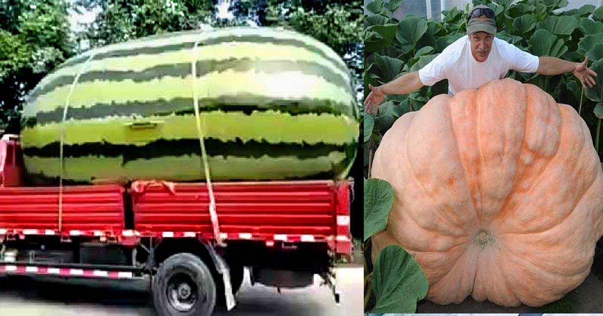 Biggest Fruits & Vegetables