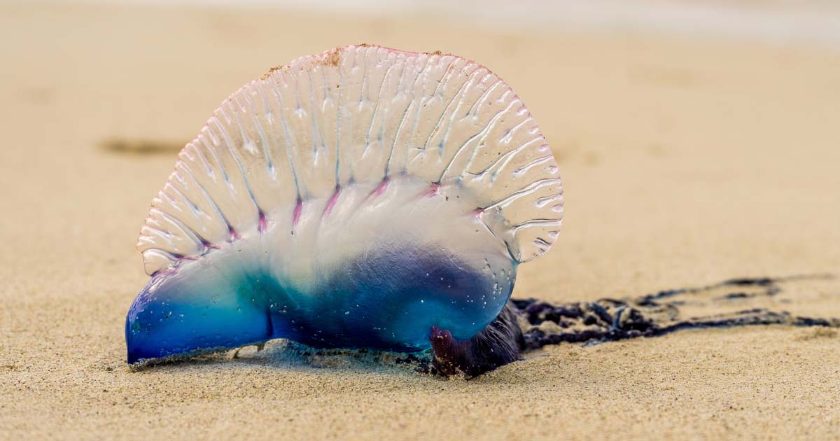 If you see this creature on the beach, you should run away as soon as possible.