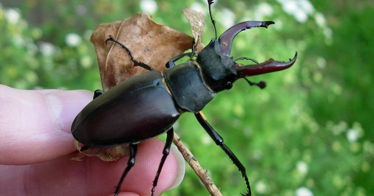 Stag Beetle