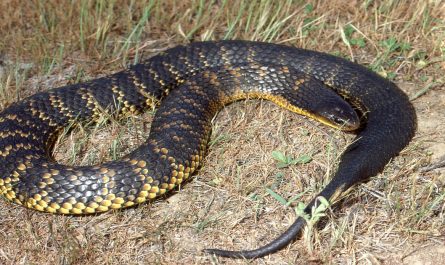 Tiger Snake