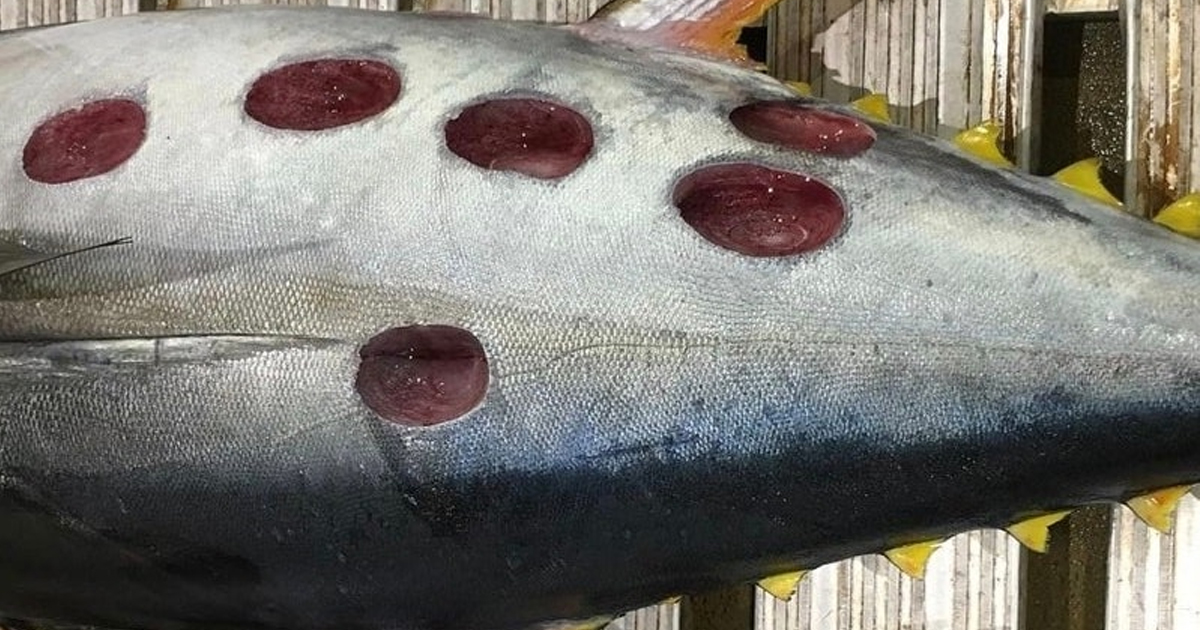 Tuna Fish