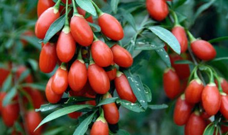 Goji Berry