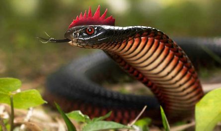 Karinkoli Snake