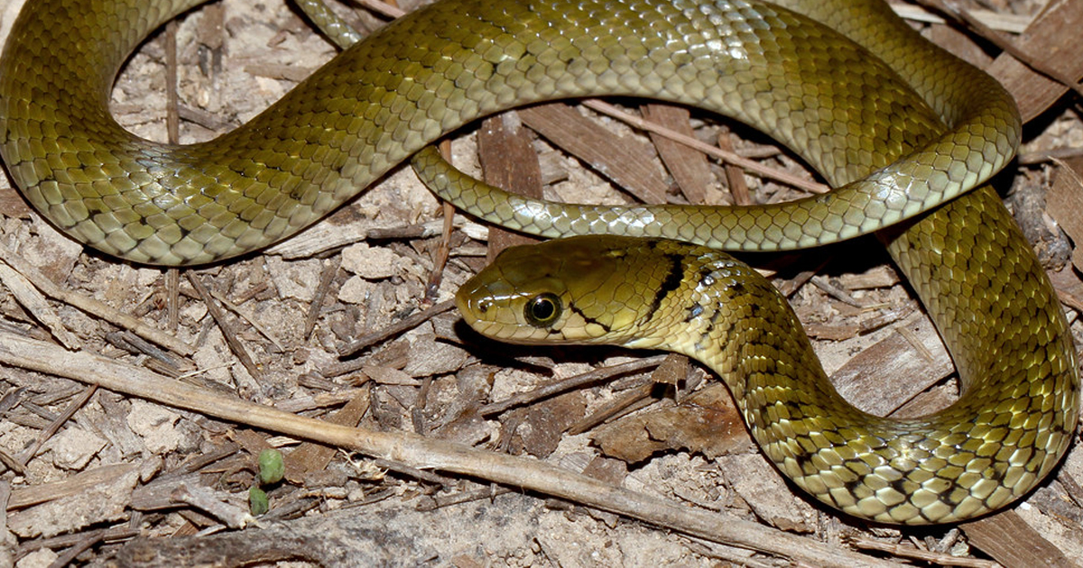 Checkered Keelback