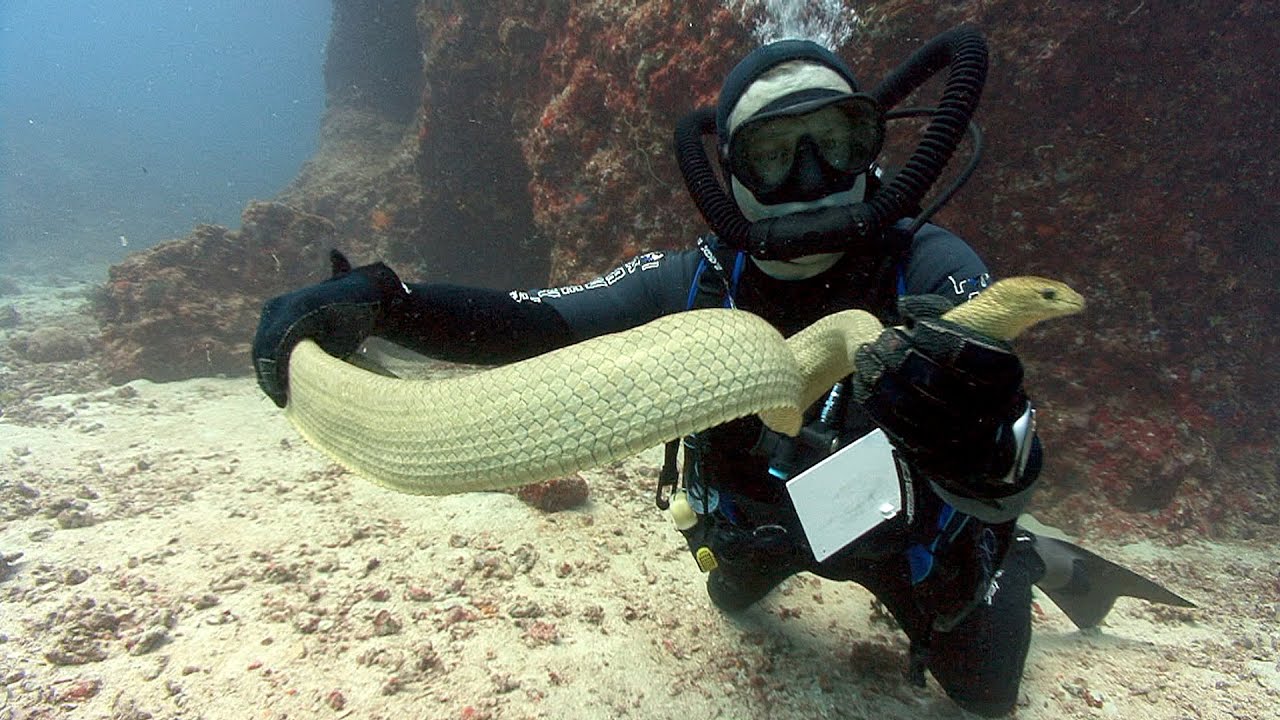 Sea Snakes | Jonathan Bird's Blue World