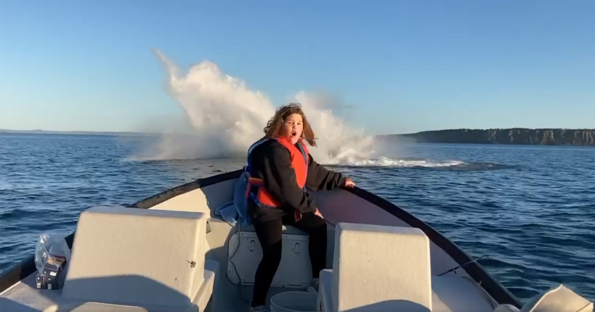 Whales breaching water surprise family