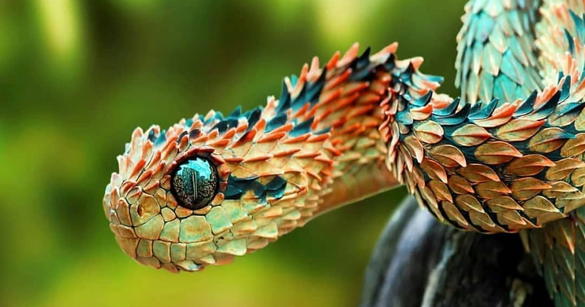 Atheris Hispida