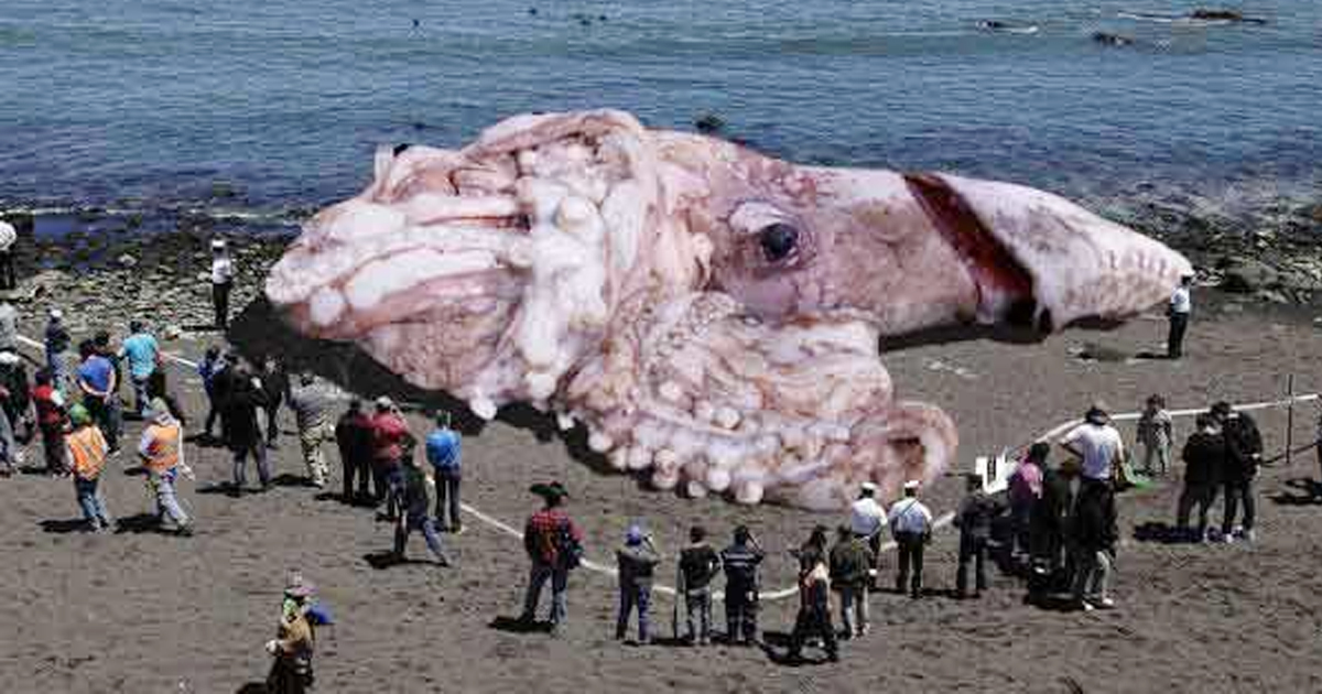 Real Abnormally Large Animals Found on Earth