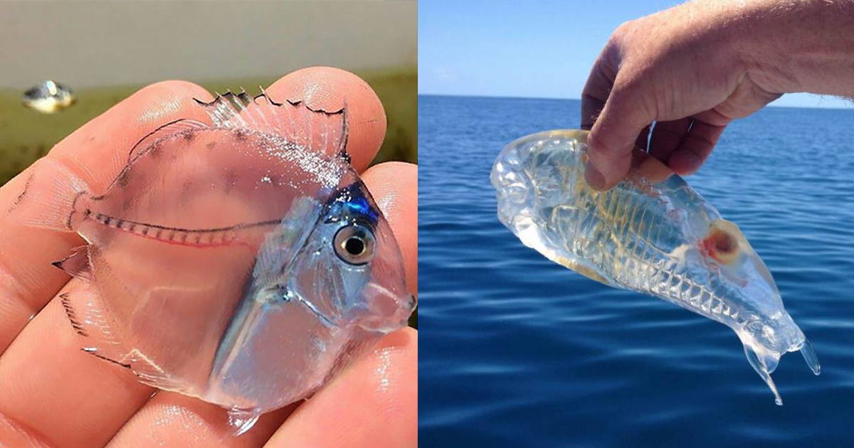 Transparent Fish