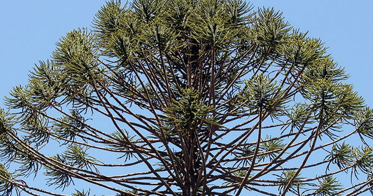 Bunya Pine