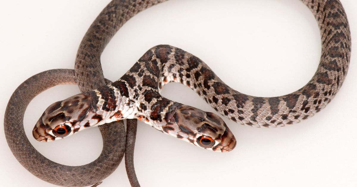 Southern black racer with two head