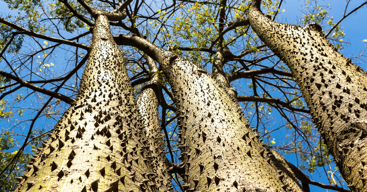 The Sandbox Tree