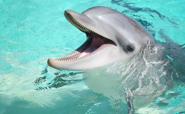 Dolphin