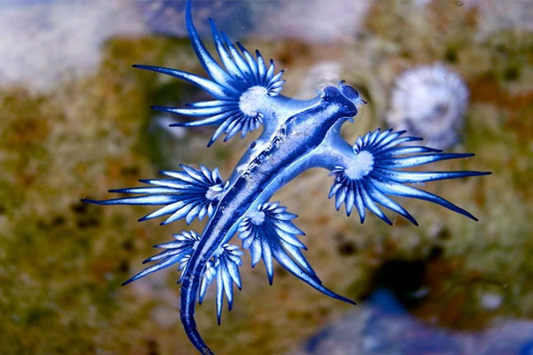 Glaucus Atlanticus