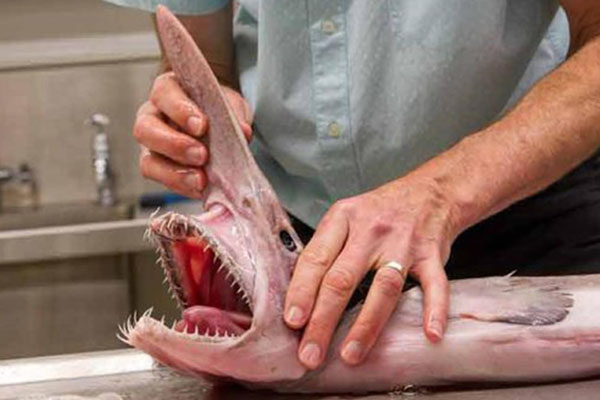 Goblin shark