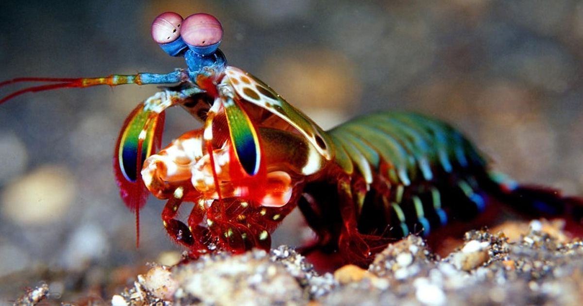 Mantis shrimps