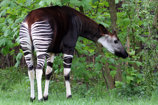 Okapi