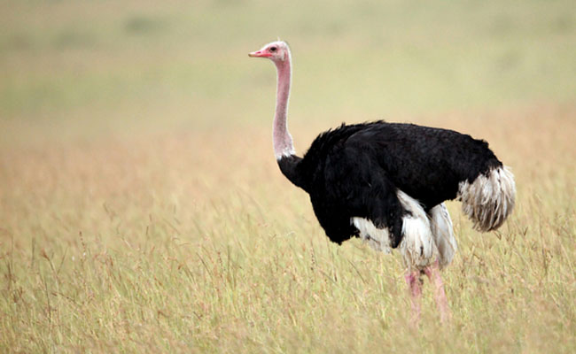 Ostrich