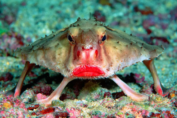 Red-lipped batfish