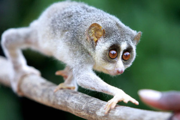 Slender loris