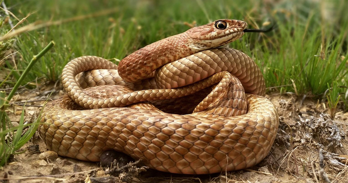 Snakes in Ireland