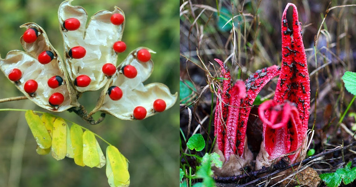 The most strange plants in the world.