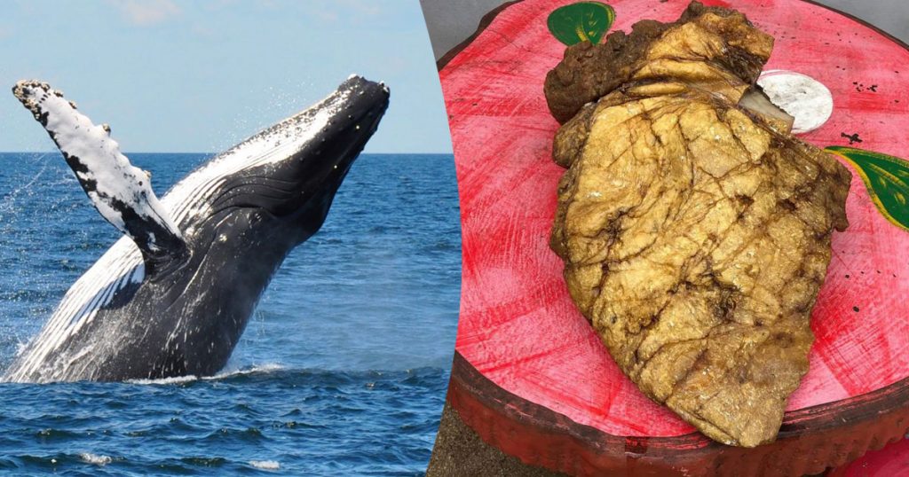 Whale Vomit Considered As Floating Gold