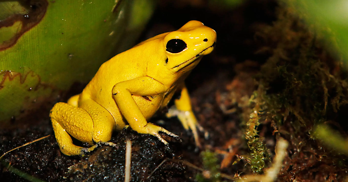 Golden Frog