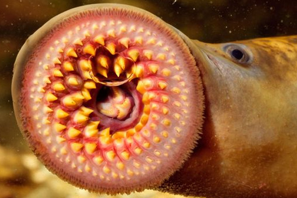 Lamprey Fish