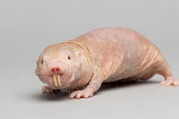 Naked mole-rat