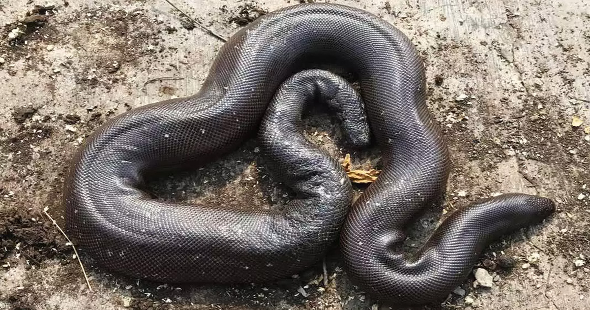 Red Sand Boa