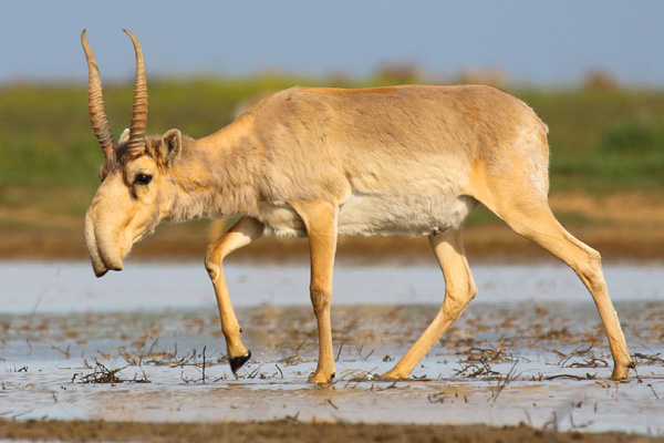 Saiga antelope