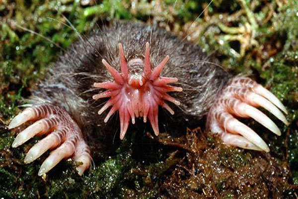 Star-nosed mole