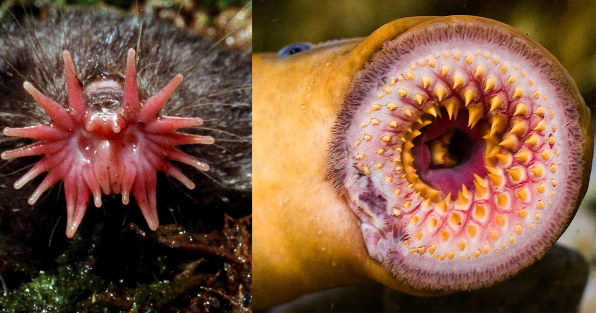 The strangest creatures in the world