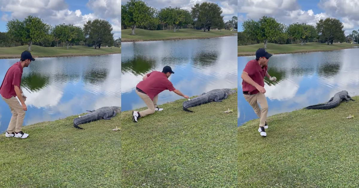 What happened when he went to pick up a golf ball lying near the crocodile's tail