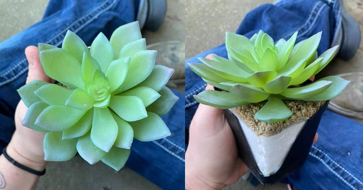 Woman waters fake plant.