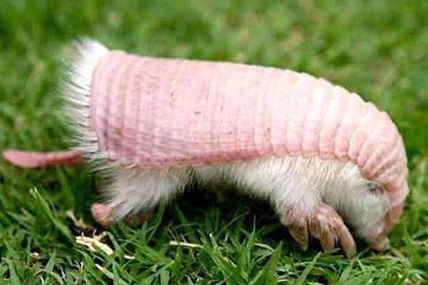 pink fairy armadillo