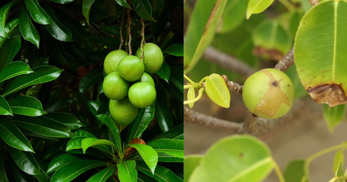 Cerbera Odollam & Manchineel