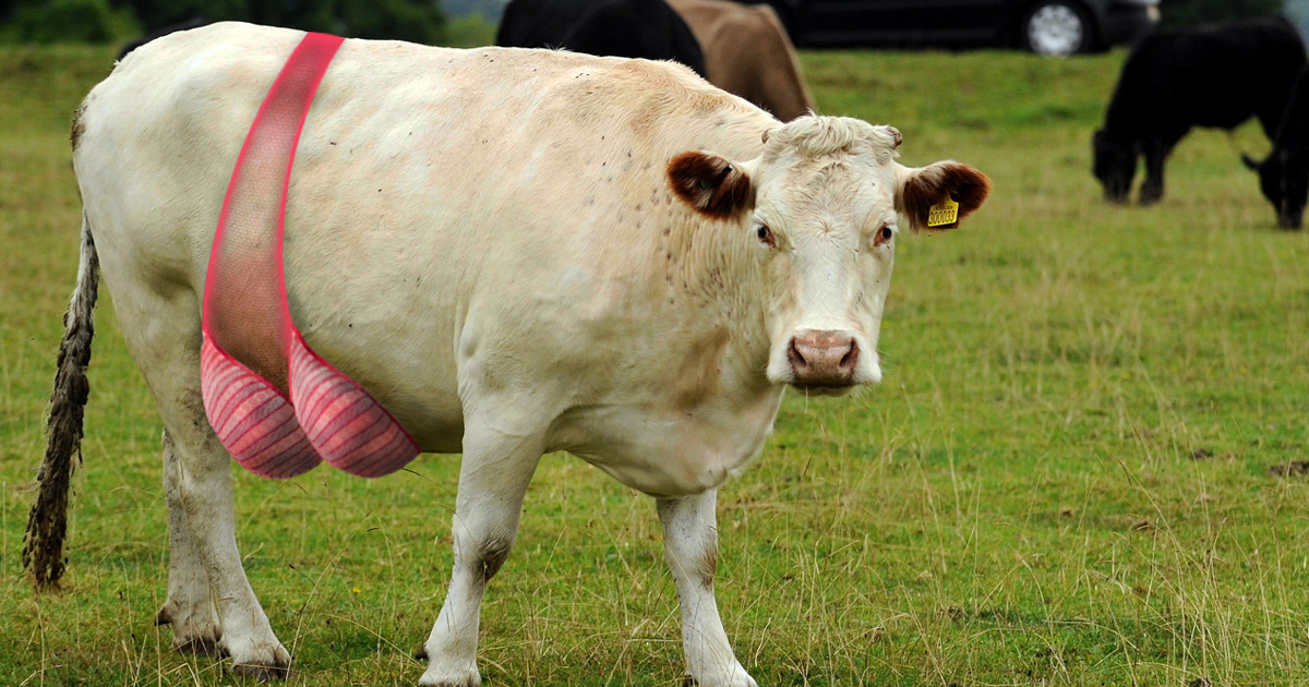 Cow with Bra