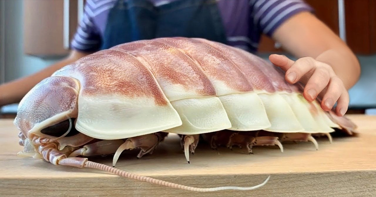 Deep sea isopod