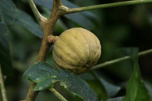 Fruit of Hura