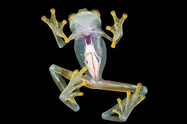 Glass Frog