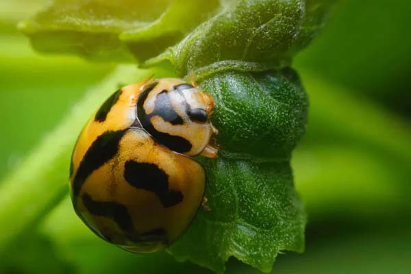 Ladybug