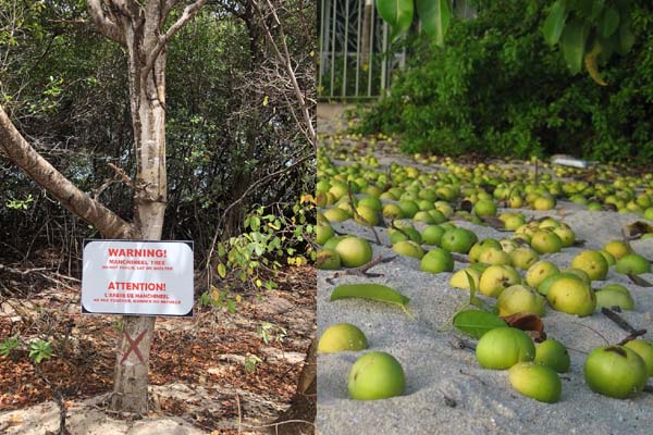 Manchineel