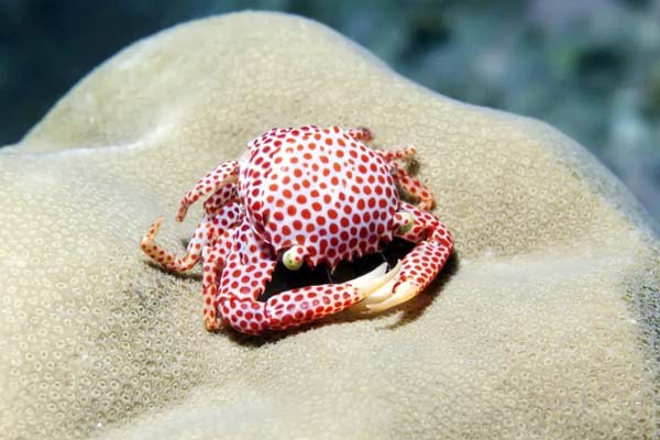 Red Crab