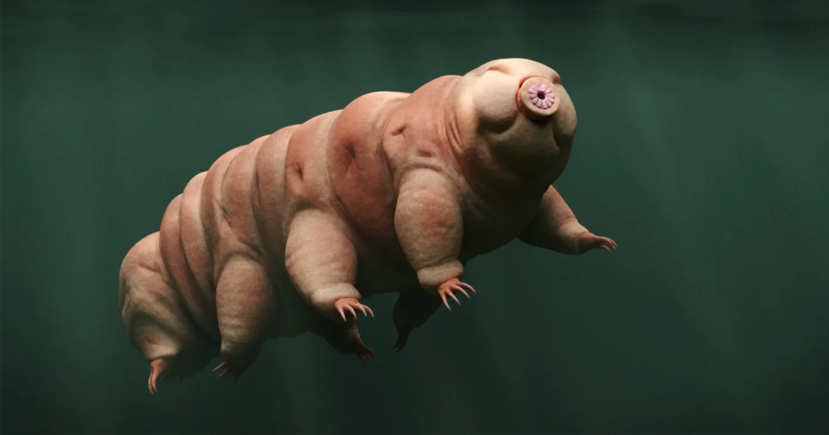 Tardigrade