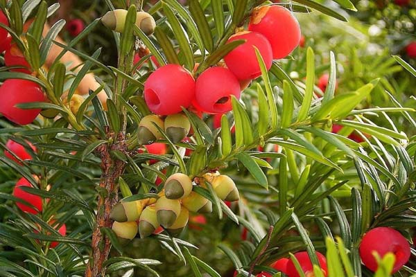 Taxus baccata